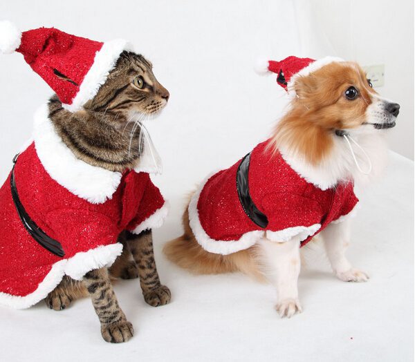 Dogs Will Receive 2.5X More Gifts Than Cats This Season - Retail