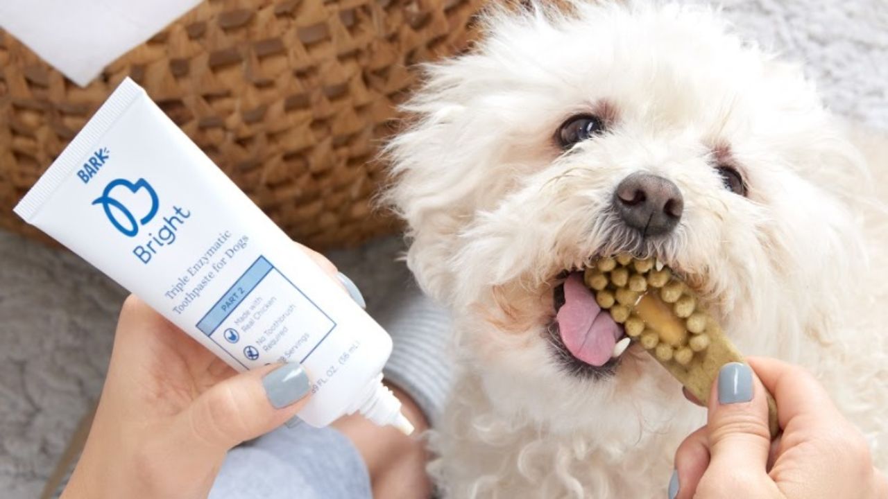 dog toothpaste target